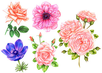 Set of flowers of anemone and roses isolated on white background. Watercolor and marker art. Botanical Illustration. Perfect for elemen for design, print, greeting card, wedding.