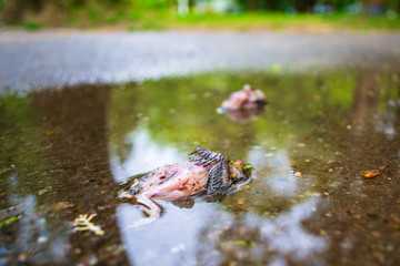 Close up of a dead house sparrow nestling, fallen from its tree nest and killed on impact on a cement urban park alley, after a windy, stormy day. Blurred lifeless sibling in the background.