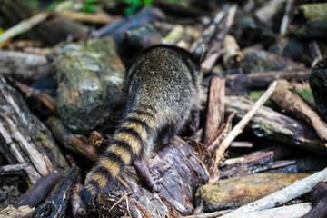 raccoon tale in the Forest