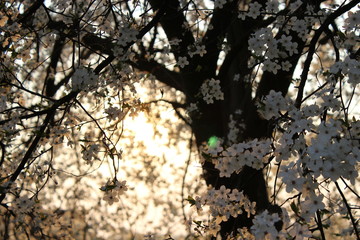 Blooming Cherry Orchard