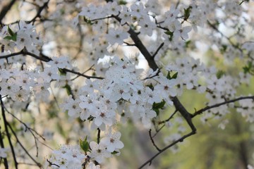 Blooming Cherry Orchard