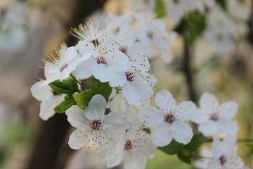 Blooming Cherry Orchard