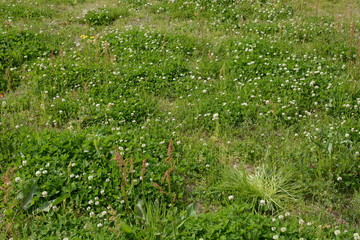 White clover (Trifolium repens)