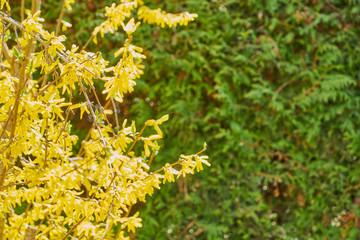 Forsythien - gelbe Frühlingsblüten unscharfer grüner Hintergrund 