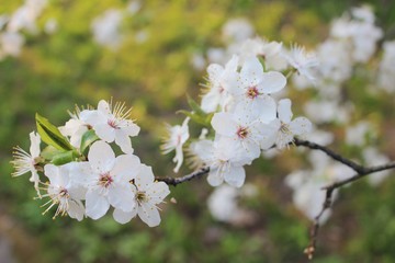 Blooming Cherry Orchard