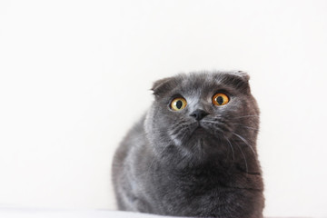 Isolated british cat on white background, copy space