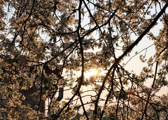 Blooming Cherry Orchard