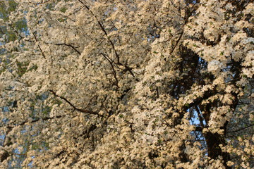 Blooming Cherry Orchard