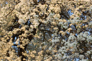 Blooming Cherry Orchard