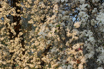 Blooming Cherry Orchard