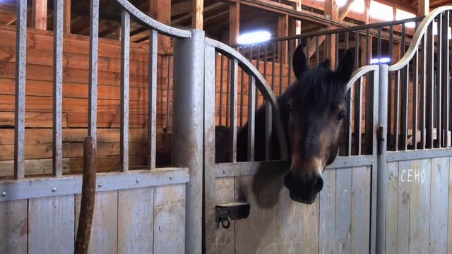 A horse in the stable is standing and chewing hay. Farm Breeding thoroughbred horses