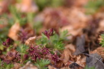 Steinbrech - Blütenknospen