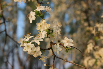 Blooming Cherry Orchard