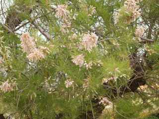 Die Französische Tamariske in Provence 'Tamarix gallica'. Frühlingsblüte. Rosafarben bis weiß 