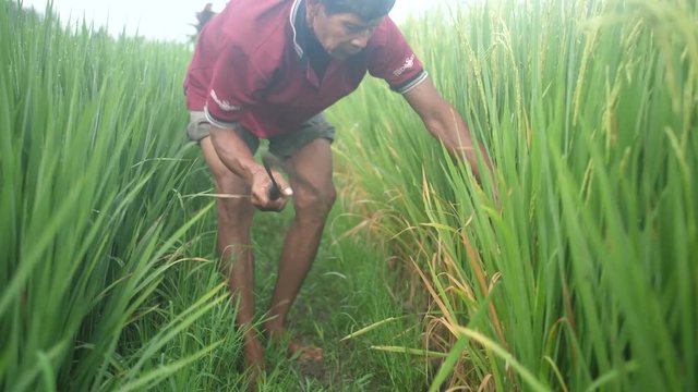 View Of The Back Breaking Labor Involved In Maintaining Rice Paddies And The Berms Dividing Them In The Ubud, Bali Countryside. Man Using Sickle Dangerously Close To His Bare Feet.Slow Motion BOOM UP.