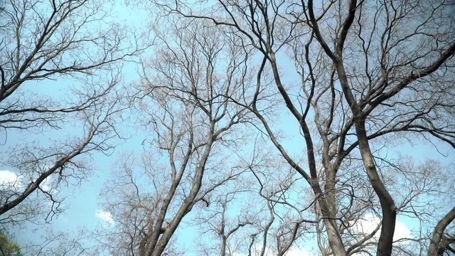 Empty tree branches against the sky in spring. Beautiful branches resemble veins . dry tree. Trees without leaves