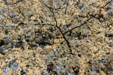 Blooming Cherry Orchard