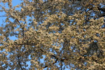 Blooming Cherry Orchard
