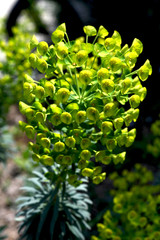 黄色い花　ユーフォルビア ロビアエ