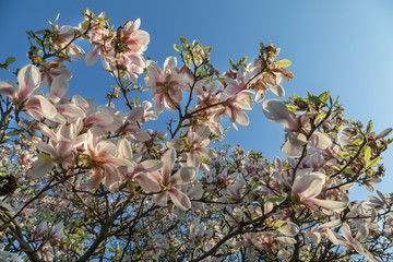 Magnolia_Tree