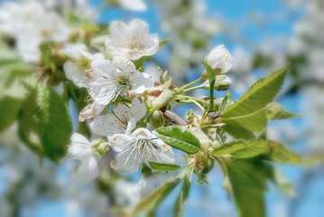 Flowers of the cherry blossoms on a spring day