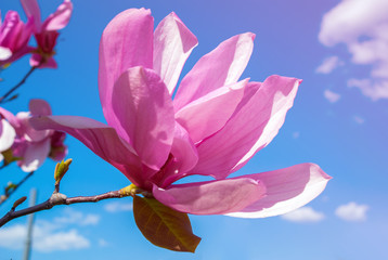 Magnolia tree in blossom. beautiful purple flower.