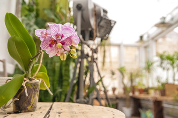 Beautiful natural background of indoor plants, greenhouses. Urban jungle, a place for rest and relaxation. Orchids, indoor plants in pots