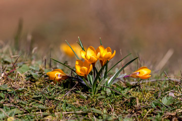 The crocus with yellow flowers (Crocus ancyrensis)grows in its natural habitat.