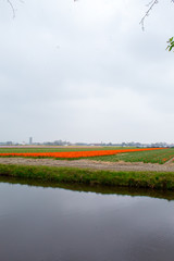 Spring bright flower beds in the botanical park Keukenhof, the Netherlands