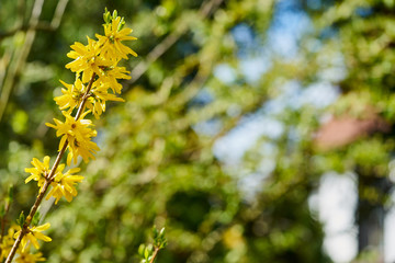 Fototapeta na wymiar Forsythien - gelbe Frühlingsblüten unscharfer grüner Hintergrund 