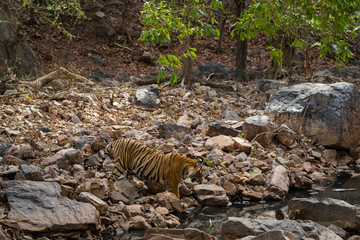 Fototapeta na wymiar A bengal tiger (panthera tigris tigris) quenching her thirst and cooling off in natural cold water in hot summers between rocks at Ranthambore National Park, Rajasthan, India