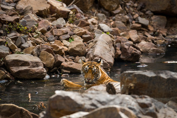 A bengal tiger (panthera tigris tigris) quenching her thirst and cooling off in natural cold water in hot summers between rocks at Ranthambore National Park, Rajasthan, India