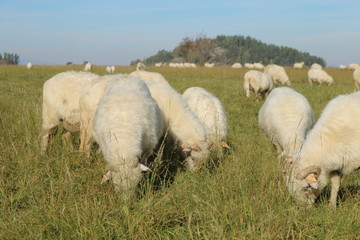 Owce © Perovskia