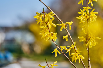 Forsythien - gelbe Frühlingsblüten unscharfer grüner Hintergrund