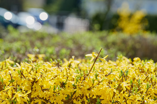 Forsythien - gelbe Fr&uuml;hlingsbl&uuml;ten unscharfer gr&uuml;ner Hintergrund