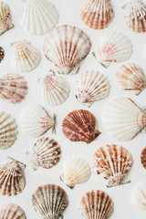 Naklejki  Sea shells pattern on white background. Flat lay, top view texture.