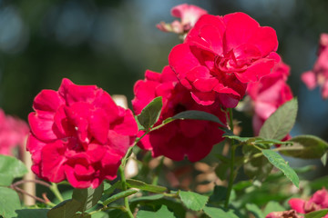 Flower in the garden