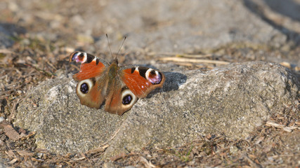 Farfalla Aglais Io, con ali rosse, posata su un sasso, in primo piano