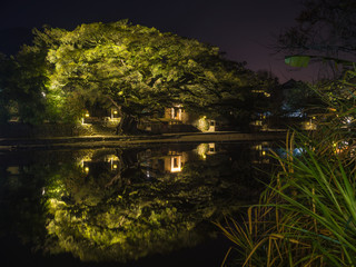 banyan tree by night