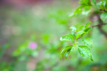 Nature view, green leaves with dew