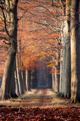 autumn in the forest