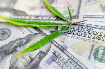 US dollar bills over the green cannabis leaves. Money and mariju
