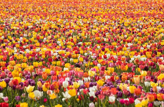 Colorful magical image of tulip field and tulip field