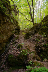 narrow stone passage through green summer forest
