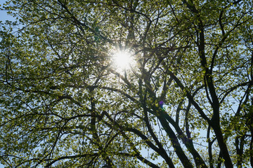 Frühlingsgrün, Sonnenstrählen und blauer Himmel