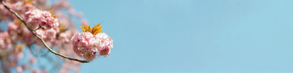Cherry blossom blue sky banner