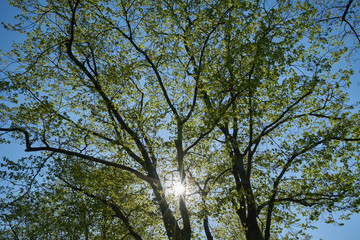 Fototapeta premium Frühlingsgrün, Sonnenstrählen und blauer Himmel