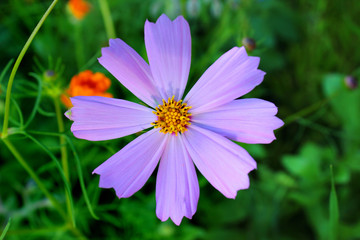 Garden cosmos flower (Cosmos bipinnatus)