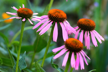 Purple coneflower flowers (Echinacea purpurea)