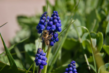Muscari and bee